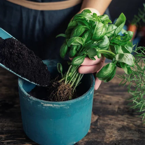 6 φυτά για το μπαλκόνι σου που απωθούν τα κουνούπια