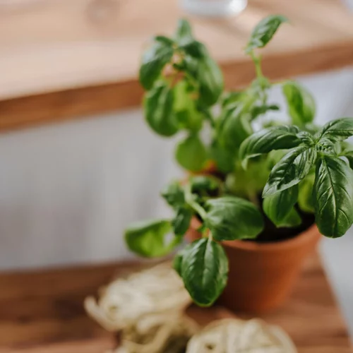 Τα τοπ 7 φυτά που απωθούν τα κουνούπια - Τέλος στα χημικά