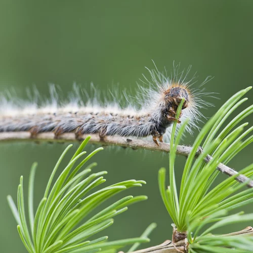 Το ξέρατε πως οι κάμπιες μπορεί να μας κάνουν... επίθεση; Τips για την αλλεργία στις κάμπιες