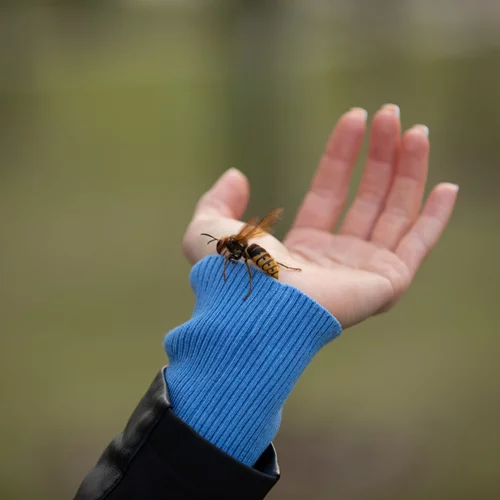 Τσίμπημα μέλισσας: Πότε να ανησυχήσουμε για αλλεργική αντίδραση;