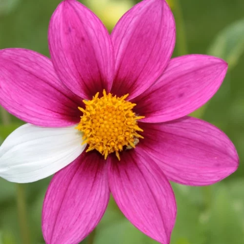 Sanofi: Ενίσχυση της καινοτομίας και της επένδυσης στην Ελλάδα για τα σπάνια νοσήματα