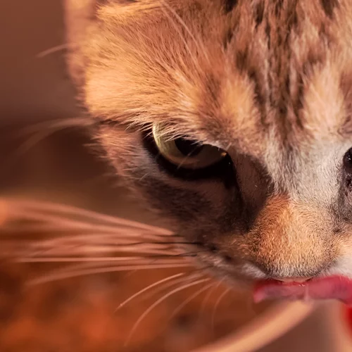 Cat person | Η γάτα σου μπορεί να σε τρελάνει;