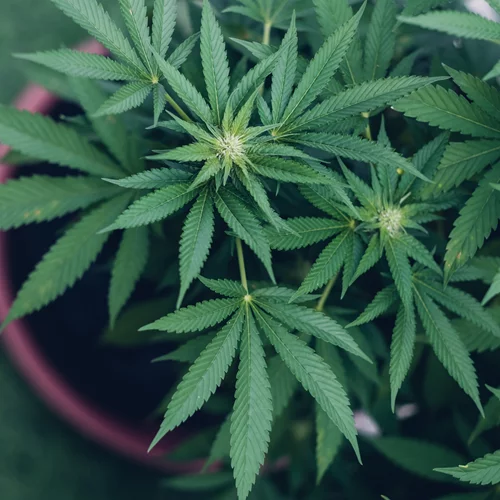 Έρευνα: Η χρήση κάνναβης αλλάζει το DNA μας;