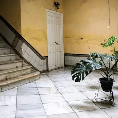 Αυτό το εκκεντρικό φυτό προσελκύει χρήματα και τύχη! Χρειάζεται πότισμα μόνο τρεις φορές το μήνα