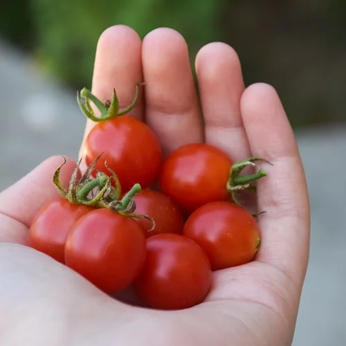 Ξέχνα τα μήλα! Αυτό το φρούτο μπορεί να βελτιώσει την αρτηριακή πίεση | Νέα μελέτη