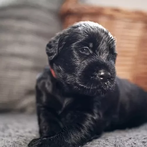 Μια αγκαλιά για πάντα: Πώς ένα αδεσποτάκι μου έσωσε, κυριολεκτικά, τη ζωή
