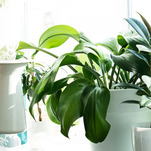 3 φυτά που καθαρίζουν τον αέρα του σπιτιού | Δεν θέλουν φροντίδα