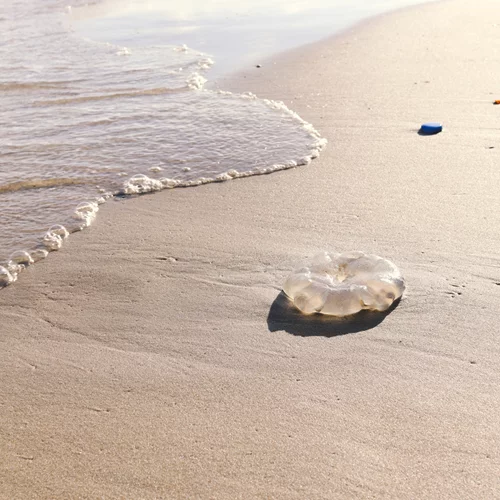 Τι πρέπει να κάνεις αν σε τσιμπήσει τσούχτρα - (όχι μη ρίξεις ξύδι!)