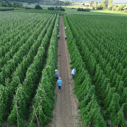 Από το χωράφι στην κουζίνα: Η βιωσιμότητα στο πιάτο μας - Η τάση που αλλάζει τον τρόπο που τρώμε