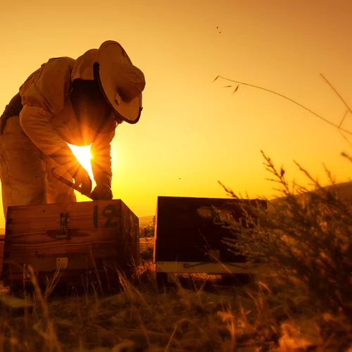 H APIVITA γιορτάζει την Παγκόσμια Ημέρα της Μέλισσας