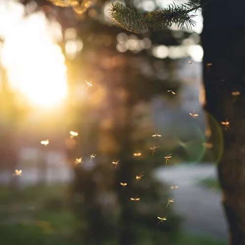 Οι 2 μοναδικοί τρόποι για να απαλλαγείς απ' τα κουνούπια