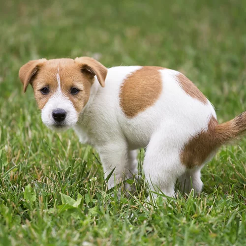Γιατί τα περιττώματα του σκύλου σου είναι επικίνδυνα για την υγεία σου;
