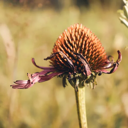 Ο Παγκόσμιος Οργανισμός Υγείας υποστηρίζει την ομοιοπαθητική Ιατρική