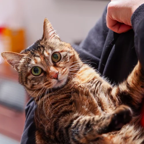 Τρίχες στα ρούχα: Το πιο αποτελεσματικό hack για να γλιτώσεις