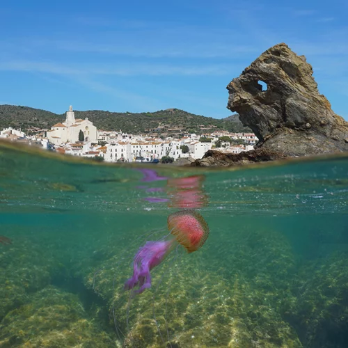 Τι κάνουμε σε περίπτωση που μας τσιμπήσει μοβ μέδουσα