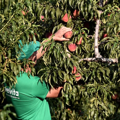 Δύο λέξεις που θα σε κάνουν να τρως (και συ) ροδάκινα κάθε μέρα