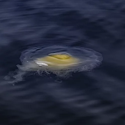 Το μυστικό της μακροζωίας βρίσκεται σε αυτόν τον ζωικό οργανισμό