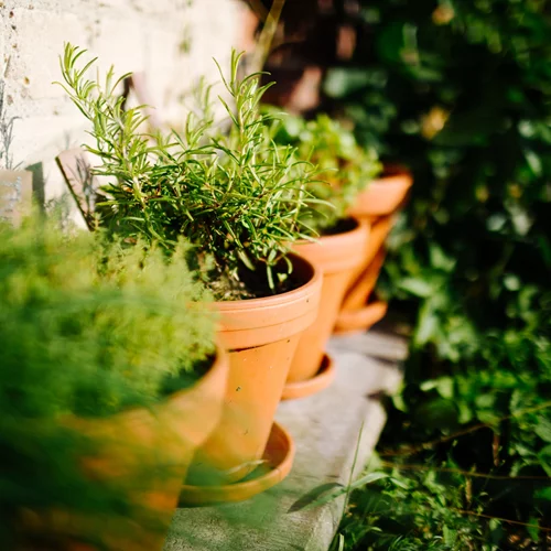 5 βότανα για ευεξία και καλή υγεία που μπορείς να φυτέψεις στη γλάστρα σου