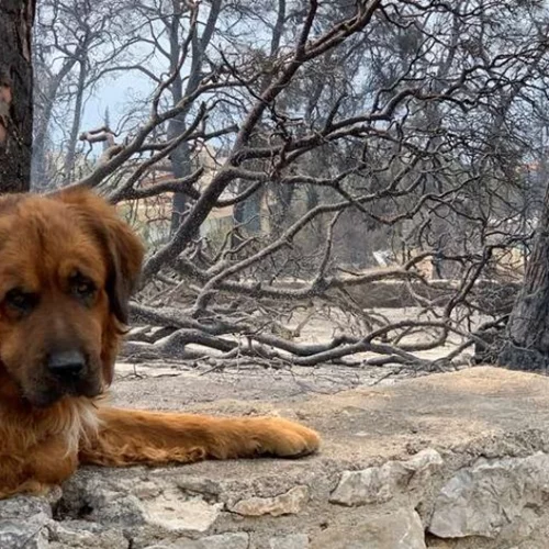 Πώς μπορείς να βοηθήσεις τα πυρόπληκτα ζώα