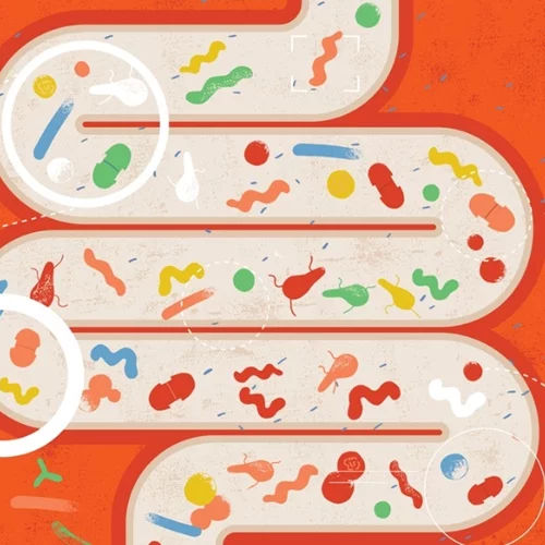 Υγιές έντερο = υγιές ανοσοποιητικό: Πώς συνδέονται