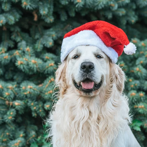 Έχεις κατοικίδιο; Δες ποιον κίνδυνο υγείας μειώνει | Νέα έρευνα