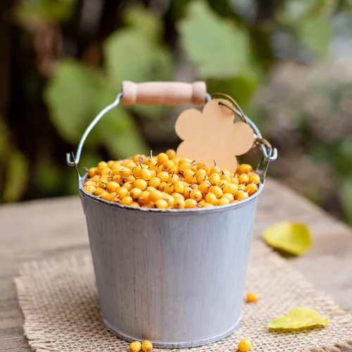 Ιπποφαές: Τα οφέλη του σούπερ αντιοξειδωτικού