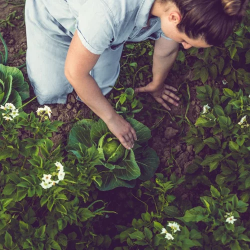 Κηπουρική: Έτσι θα ξεκινήσεις αν είσαι αρχάρια