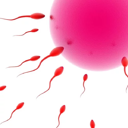 Σπέρμα και ωάρια σε κάθε ηλικία: οι αλλαγές τους ανά δεκαετία