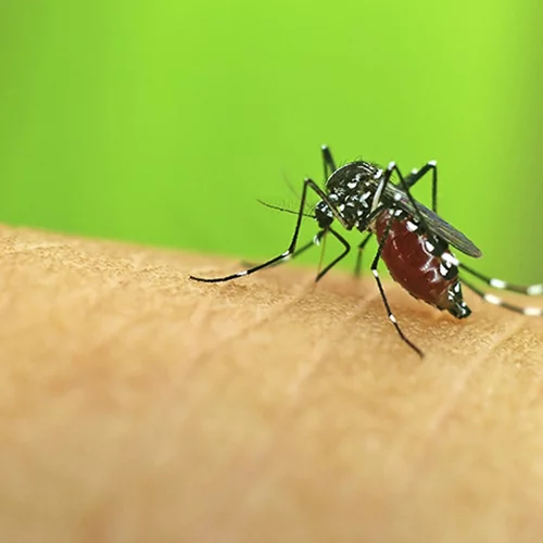 Για ένα καλοκαίρι χωρίς κουνούπια επιλέξτε τη φυσική και σίγουρη προστασία