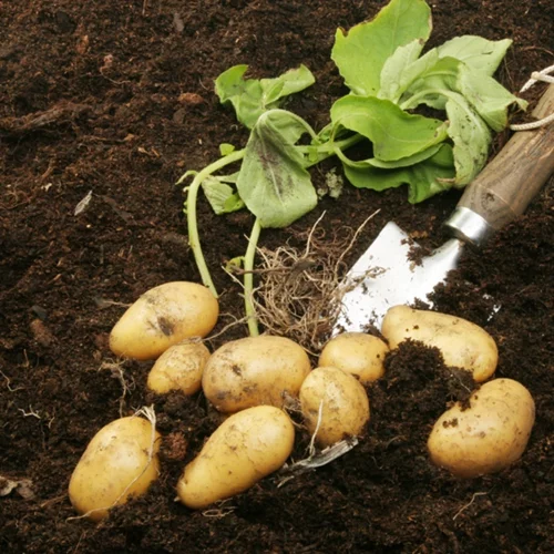 Οι τροφές με ρίζες είναι η νέα διατροφική τάση: Πόσο υγιεινές είναι;