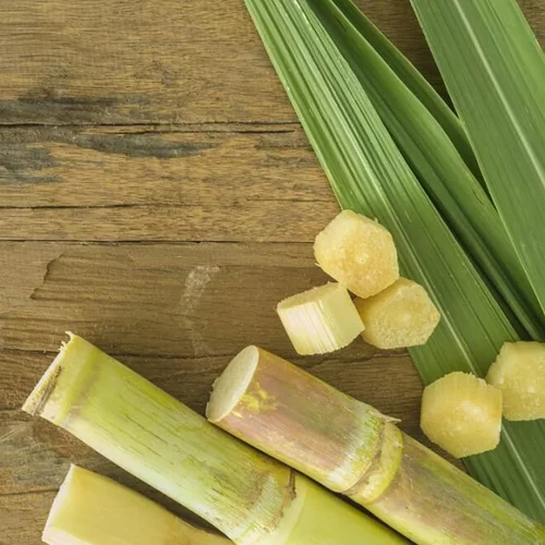 Πετιμέζι από ζαχαροκάλαμο: Η καλλιέργεια που αναβιώνει!