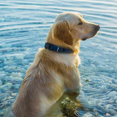 Μήπως ο σκύλος μου έπαθε θερμοπληξία; Πώς μπορώ να τον προστατέψω;