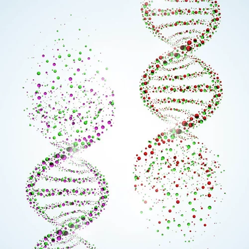 Ξέρεις τι είναι τα τελομερή; Να πώς θα κρατήσεις τα χρωμοσώματα σε καλή κατάσταση και θα επιβραδύνεις τη γήρανση