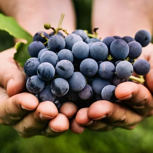 Ξέρεις πόσο σημαντικά είναι τα κουκούτσια των σταφυλιών για την υγεία σου;