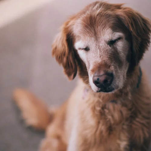 Οι λόγοι που τα αδέσποτα γίνονται καλύτερα pets