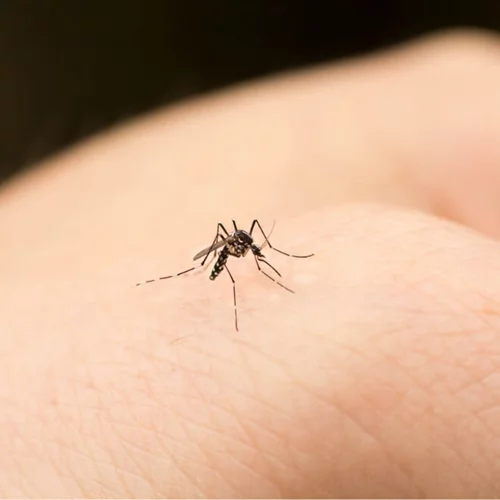 Ιός του Δυτικού Νείλου: Τα συμπτώματα και πώς μεταδίδεται