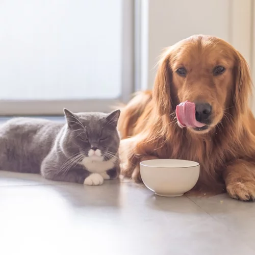 Πώς θα επιλέξεις ξηρά τροφή για το κατοικίδιο σου;