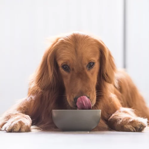 Μπορώ να δώσω γιαούρτι στο σκύλο ή τη γάτα μου; 3 λόγοι για να εμπλουτίσεις τη διατροφή του κατοικιδίου σου με γιαούρτι