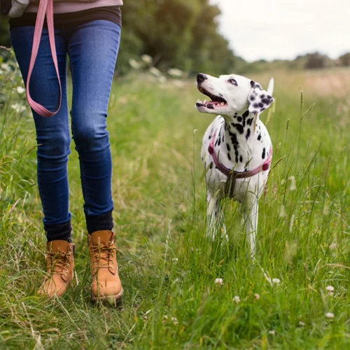 Βόλτα σκύλου: 5 συμβουλές για έναν ασφαλή περίπατο