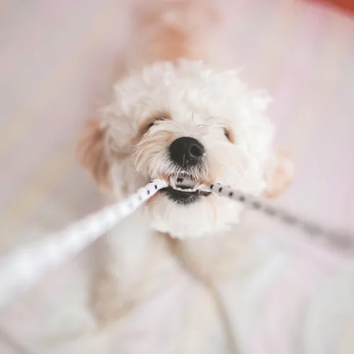 Πώς να μάθω το σκύλο μου να μην τρώει πράγματα;