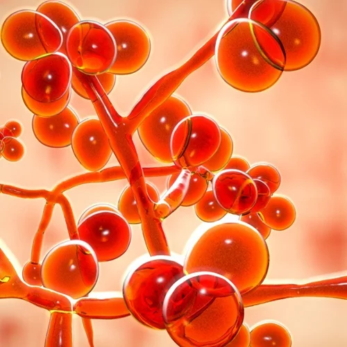 Τι είναι ο candida auris που φοβάται η ιατρική κοινότητα και τι συμβαίνει στην Ελλάδα