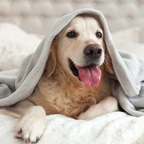 Η Τerranova Nutrition στηρίζει τις δράσεις της Ζωοφιλικής Ένωσης Ηλιούπολης (ΖΕΗ)