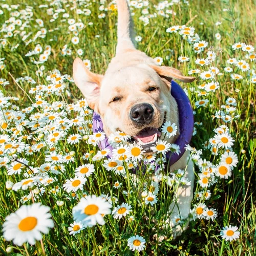 Έχεις σκύλο; 3 συμβουλές για τη φροντίδα του την άνοιξη