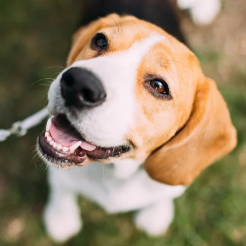 Γιατί ο σκύλος μου αναστενάζει;