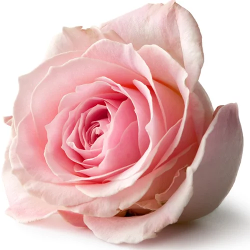 Διαδικτυακή Ημερίδα: COVID-19 & Καρκίνος Μαστού