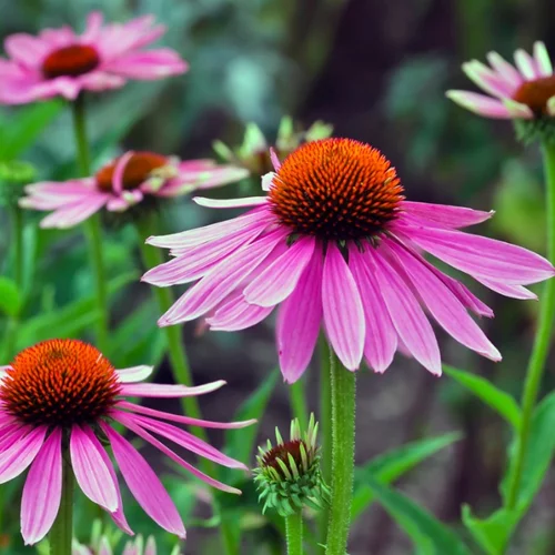 Θα γλιτώσεις τις ιώσεις αν πάρεις εχινάκεια; Η επιστήμη απαντά