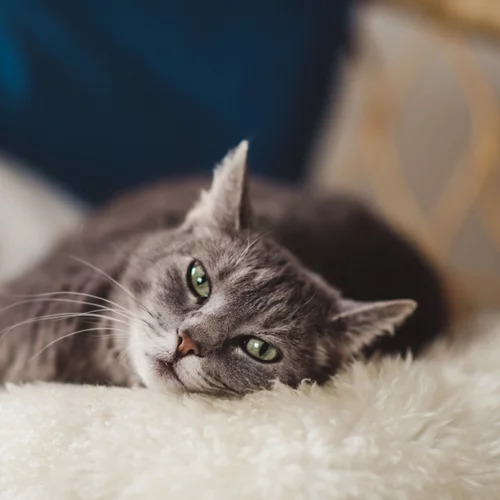 Γάτα στο σπίτι; 7 συμβουλές για την υποδοχή του νέου μέλους