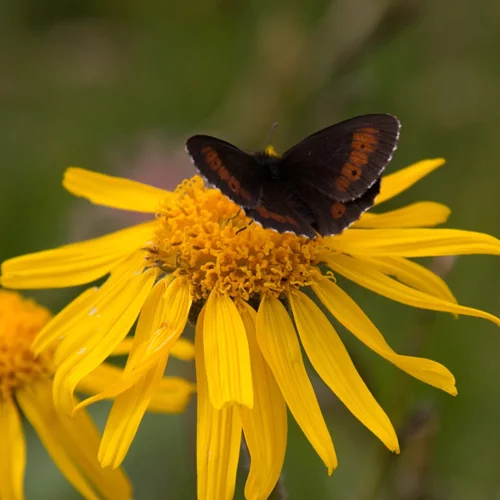 Πώς θα φύγει πιο γρήγορα η μελανιά; Βάλε άρνικα