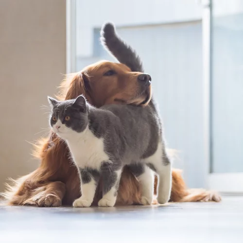 Σκύλος και γάτα μαζί στο σπίτι: Πώς θα συνυπάρξουν σε κοινό χώρο;