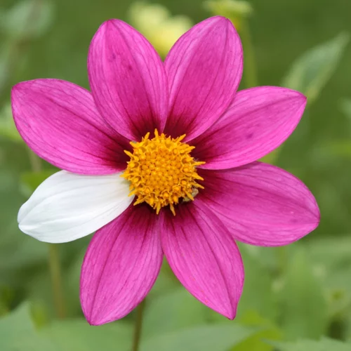 Ασθενείς με VHL: "Πιο κοντά από ποτέ στο όραμα μας"